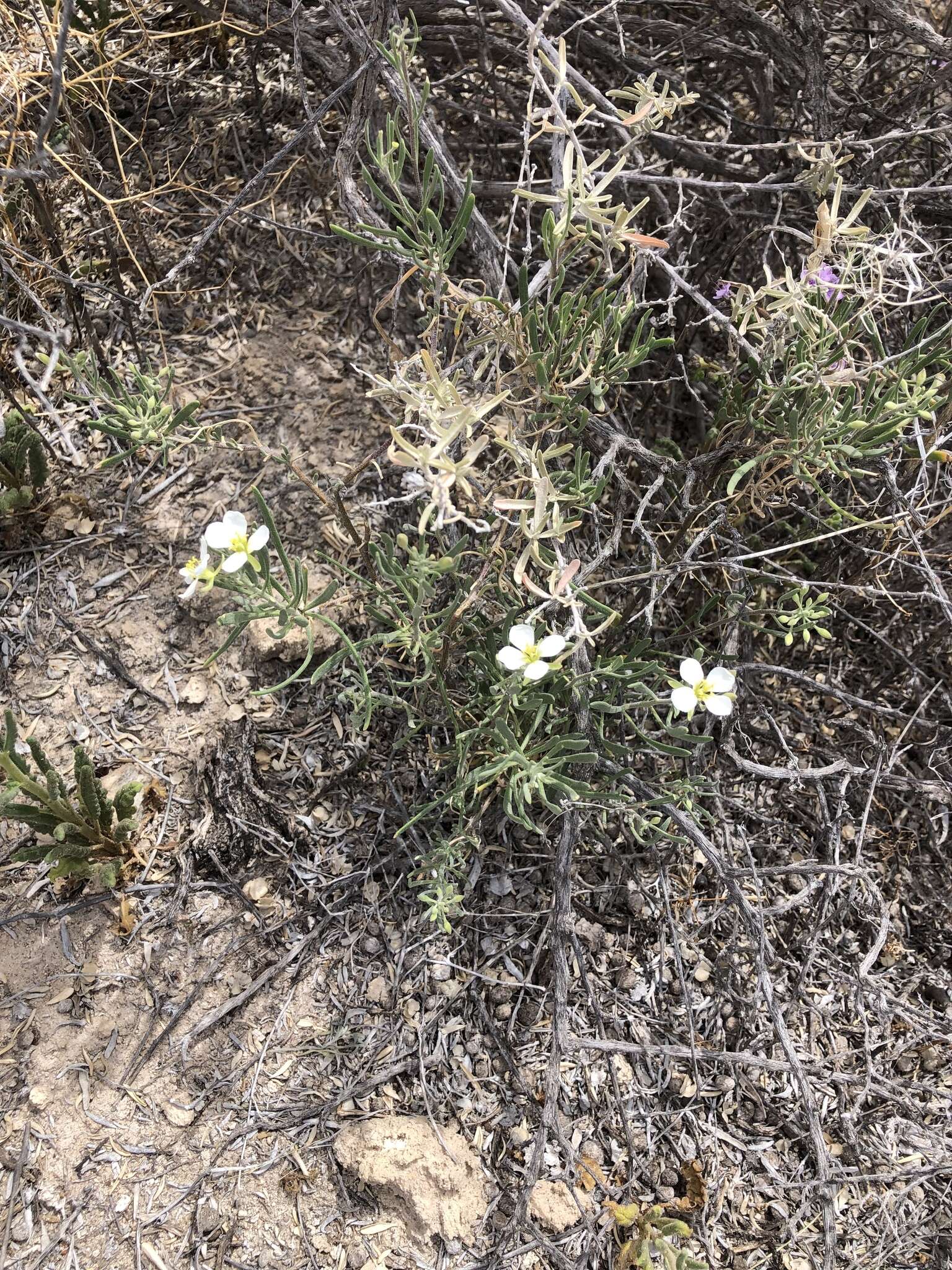 Image of White Sands fanmustard