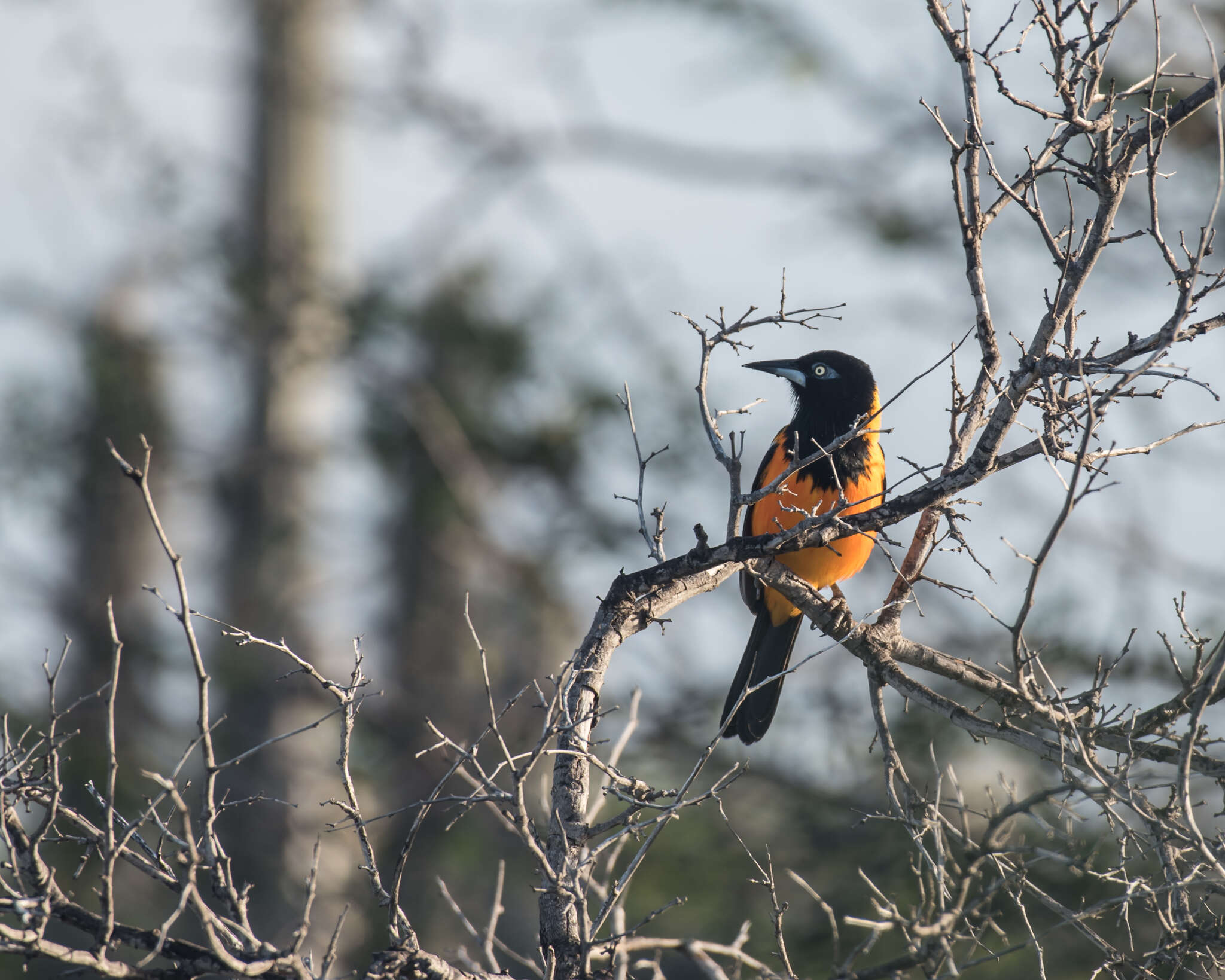 Icterus icterus (Linnaeus 1766) resmi