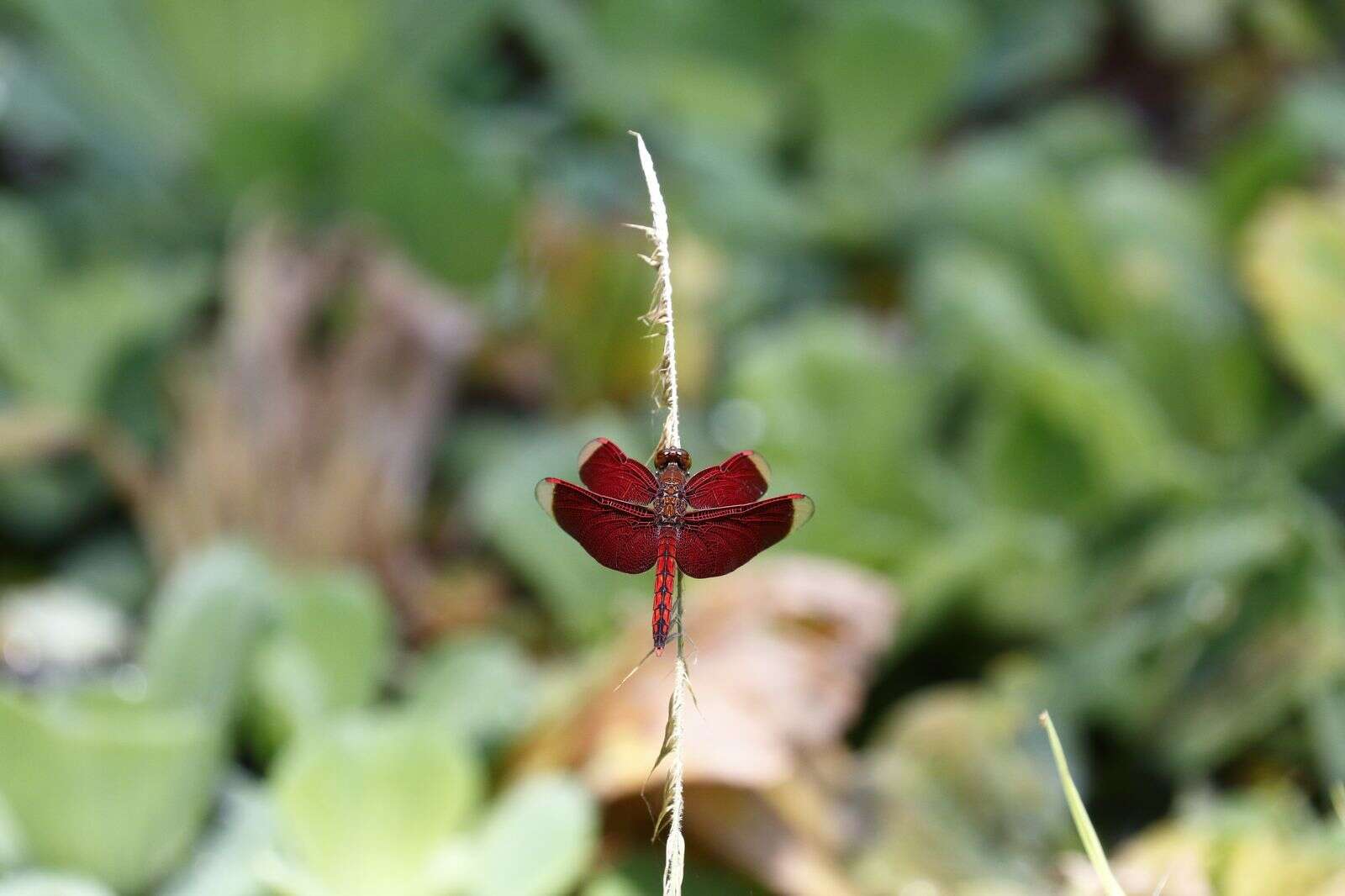 Image of Neurothemis taiwanensis Seehausen & Dow 2016