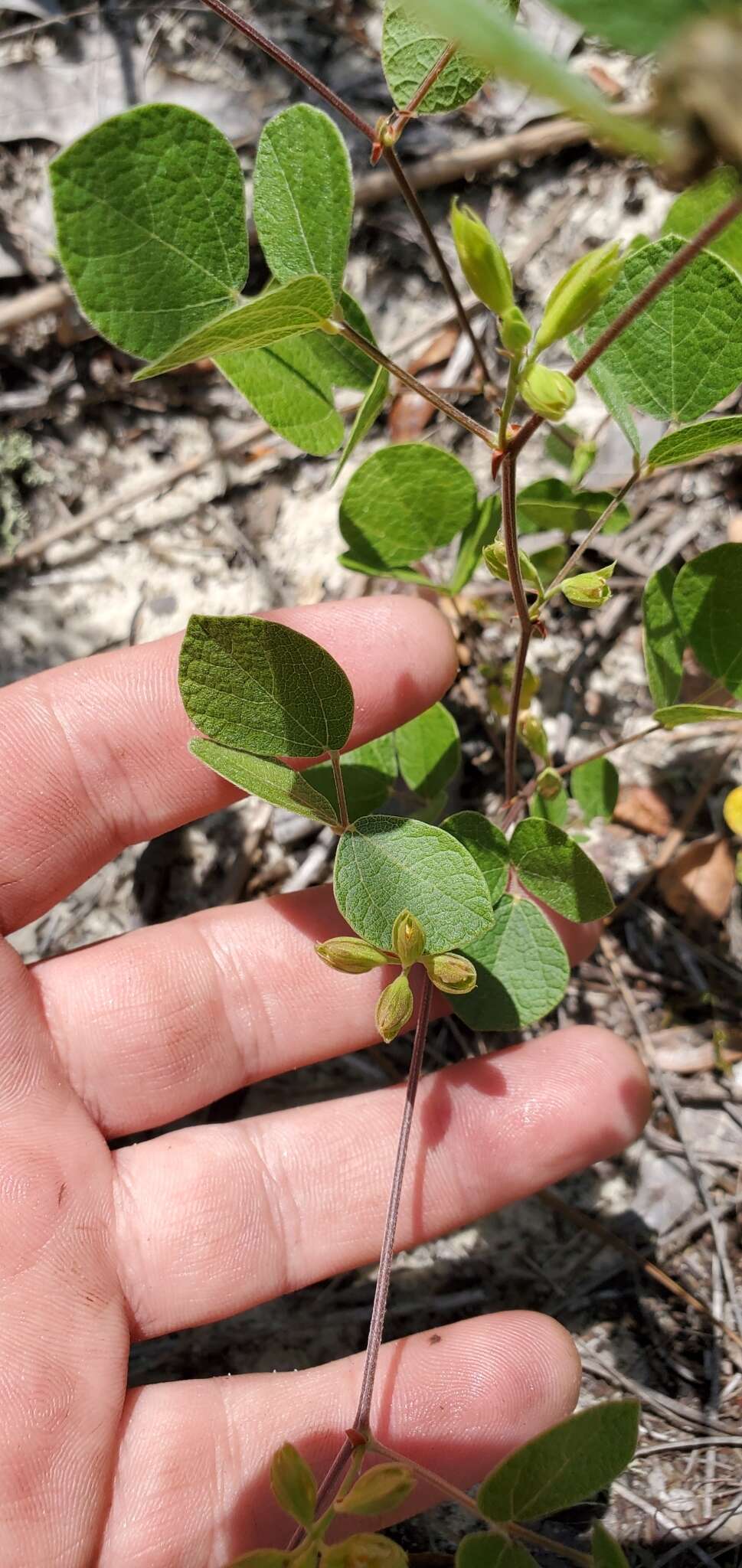 Слика од Rhynchosia cinerea Nash