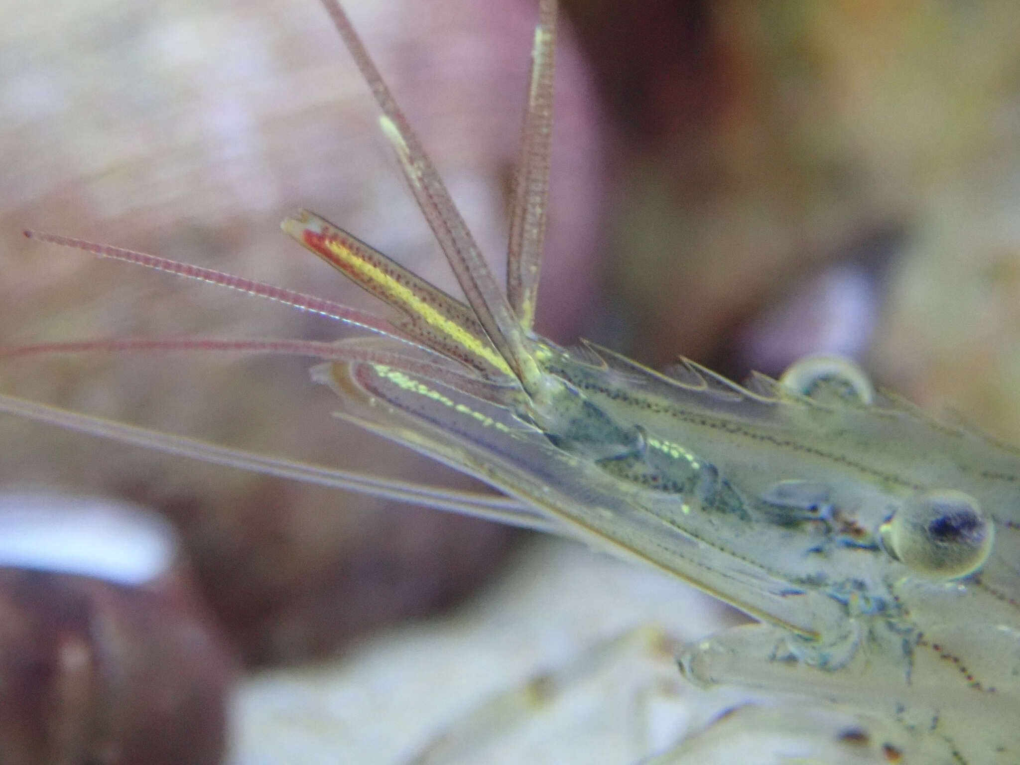 Image of Common prawn