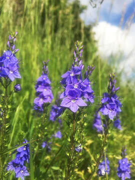 Image de Veronica teucrium L.