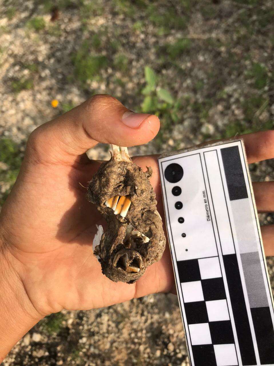 Image of giant pocket gopher