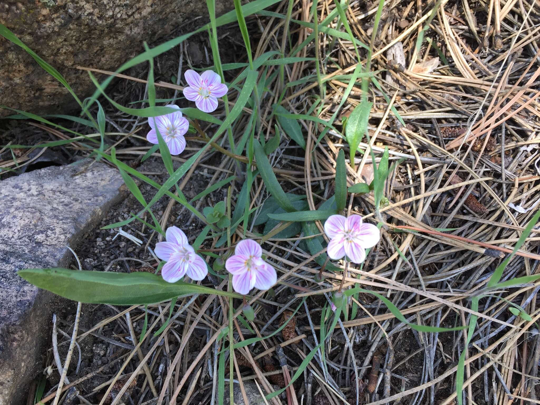 Image of western springbeauty