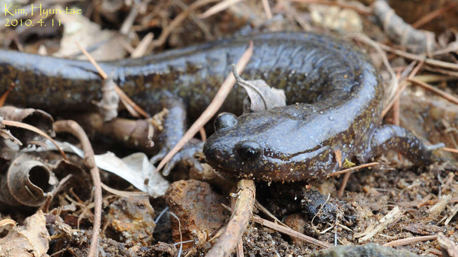 Image of Chinese Salamander