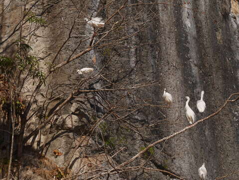 Image of <i>Egretta garzetta dimorpha</i>