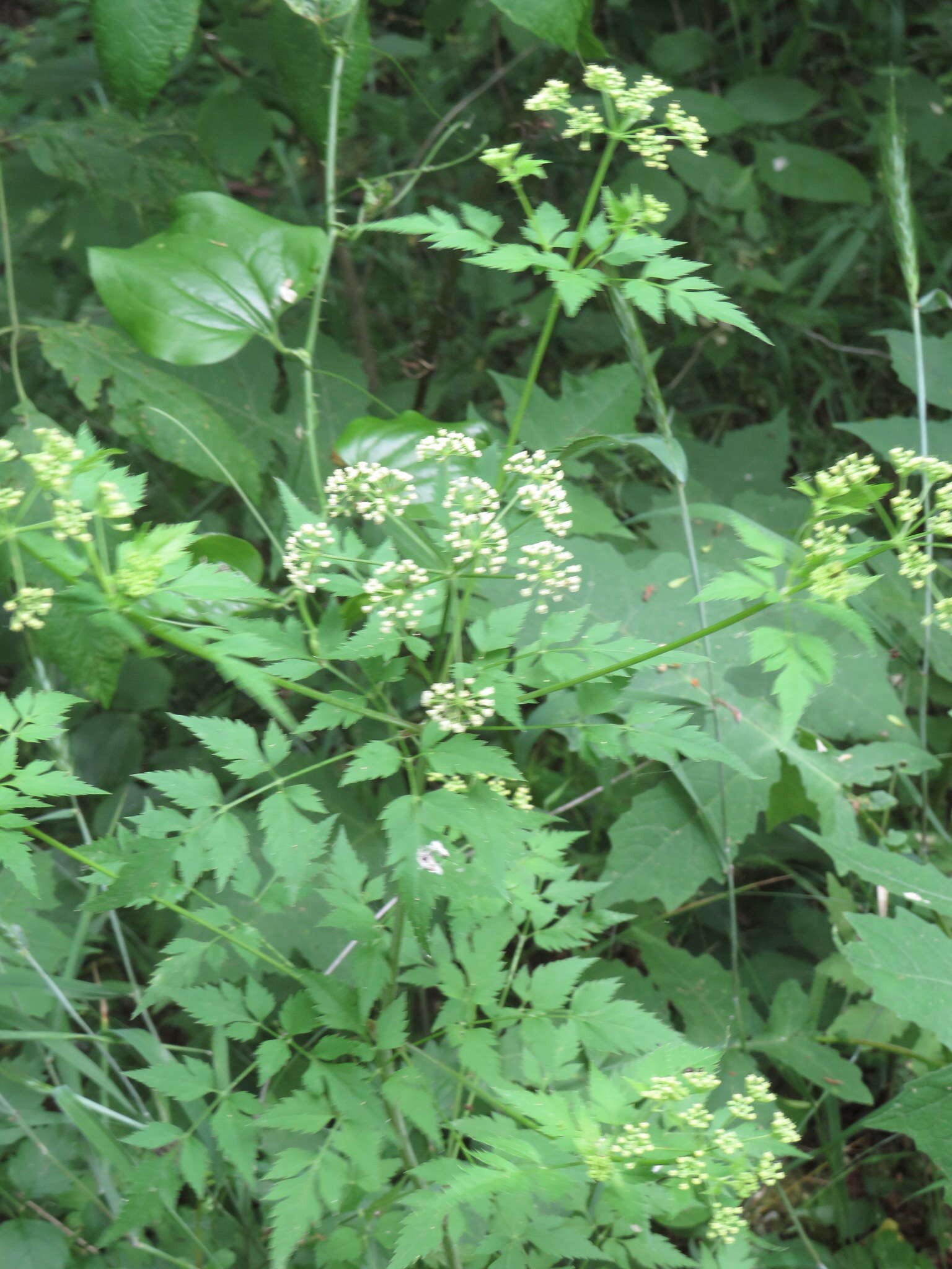 Image of hairyjoint meadowparsnip