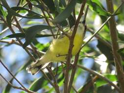 Image of White-throated Gerygone