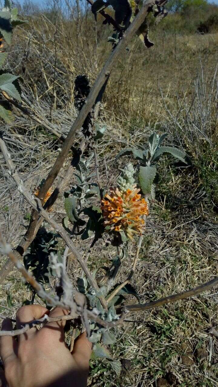 Image of Buddleja tubiflora Benth.