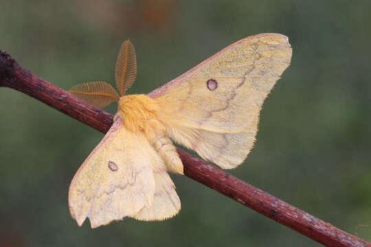 Image of Saturnia subgen. Perisomena Walker 1855