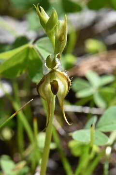 Image of Pterostylis lepida (D. L. Jones) G. N. Backh.