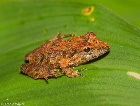 Image of Ischnocnema venancioi (Lutz 1958)