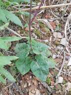 Image of Salvia japonica Thunb.