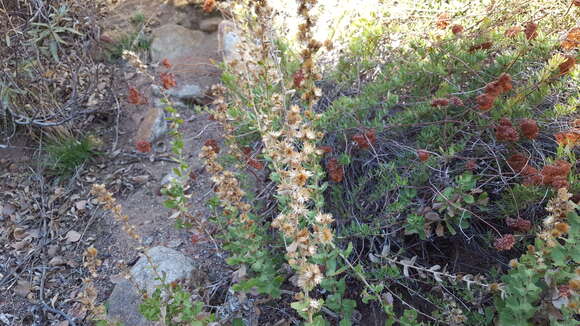 Plancia ëd Hazardia squarrosa var. grindelioides (DC.) W. D. Clark