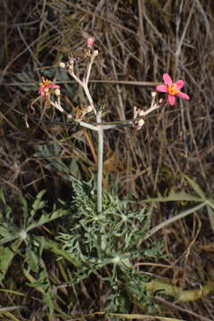 صورة Jatropha cathartica Terán & Berland.