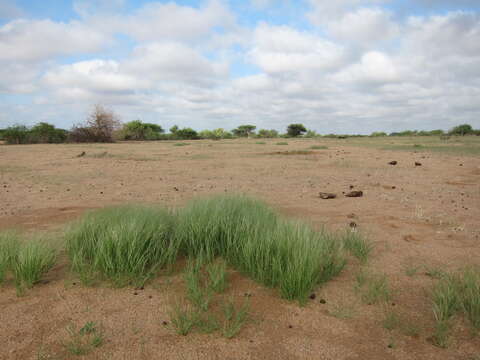 Imagem de Aristida funiculata Trin. & Rupr.