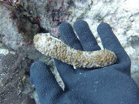 Image of Holothuria (Stauropora) fuscocinerea Jaeger 1833