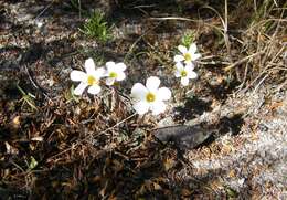 Imagem de Oxalis punctata L. fil.