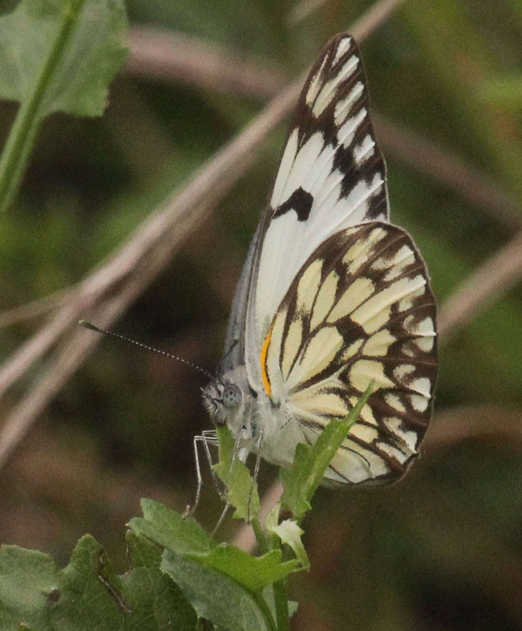 Image of Belenois gidica (Godart (1819))