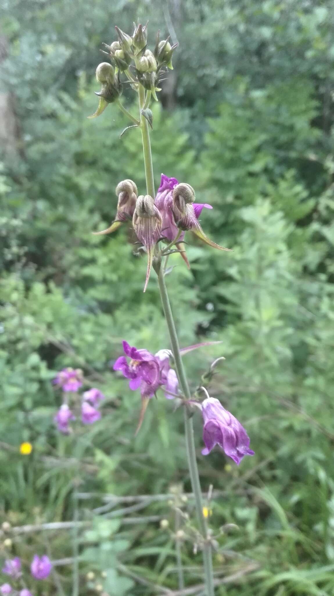 صورة Linaria triornithophora (L.) Willd.