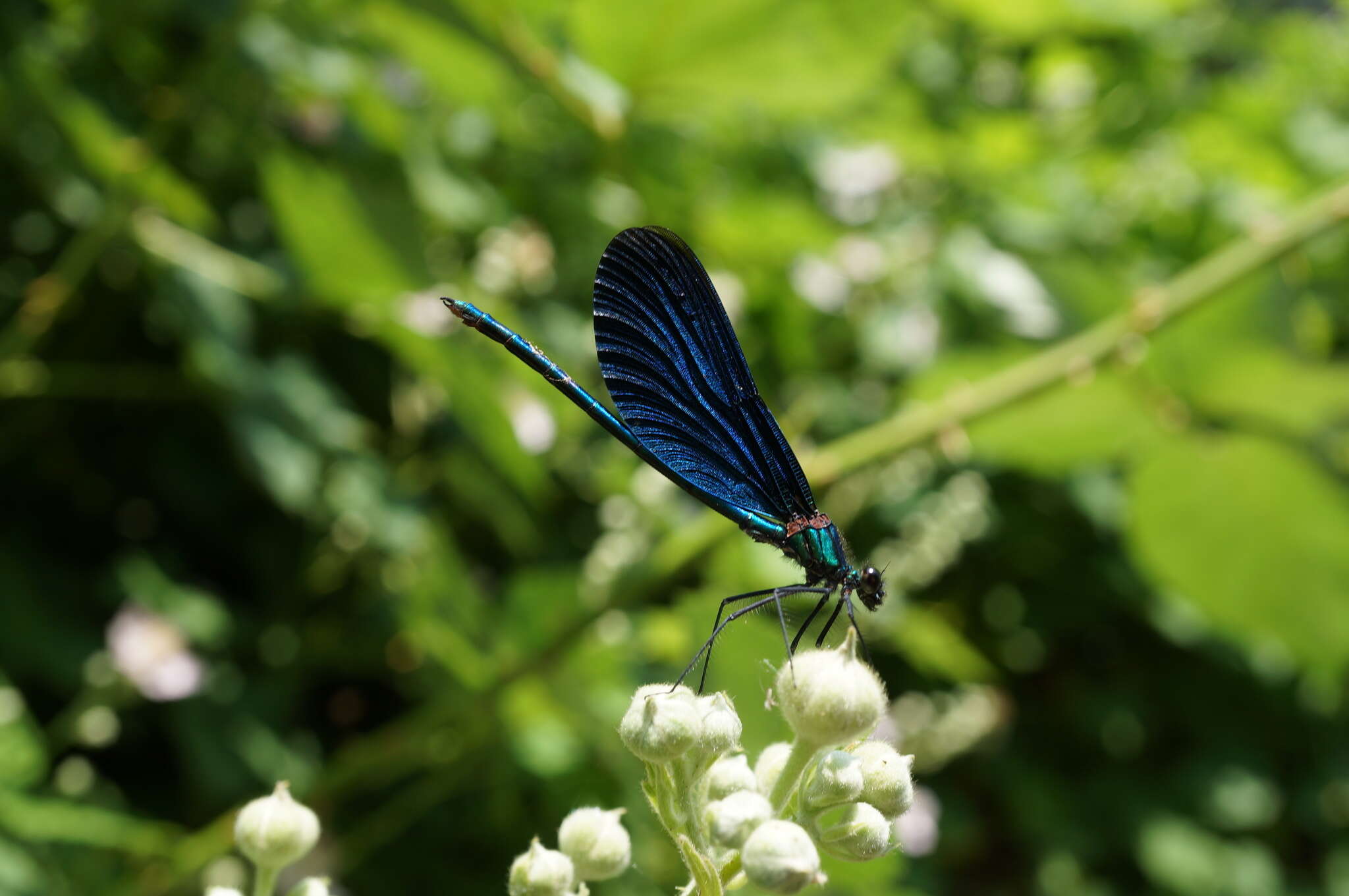 Image of Calopteryx virgo Linnaeus 1758