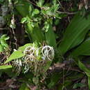 Image of Crinum asiaticum var. japonicum Baker