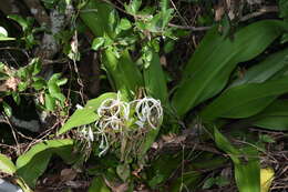 Image of Crinum asiaticum var. japonicum Baker