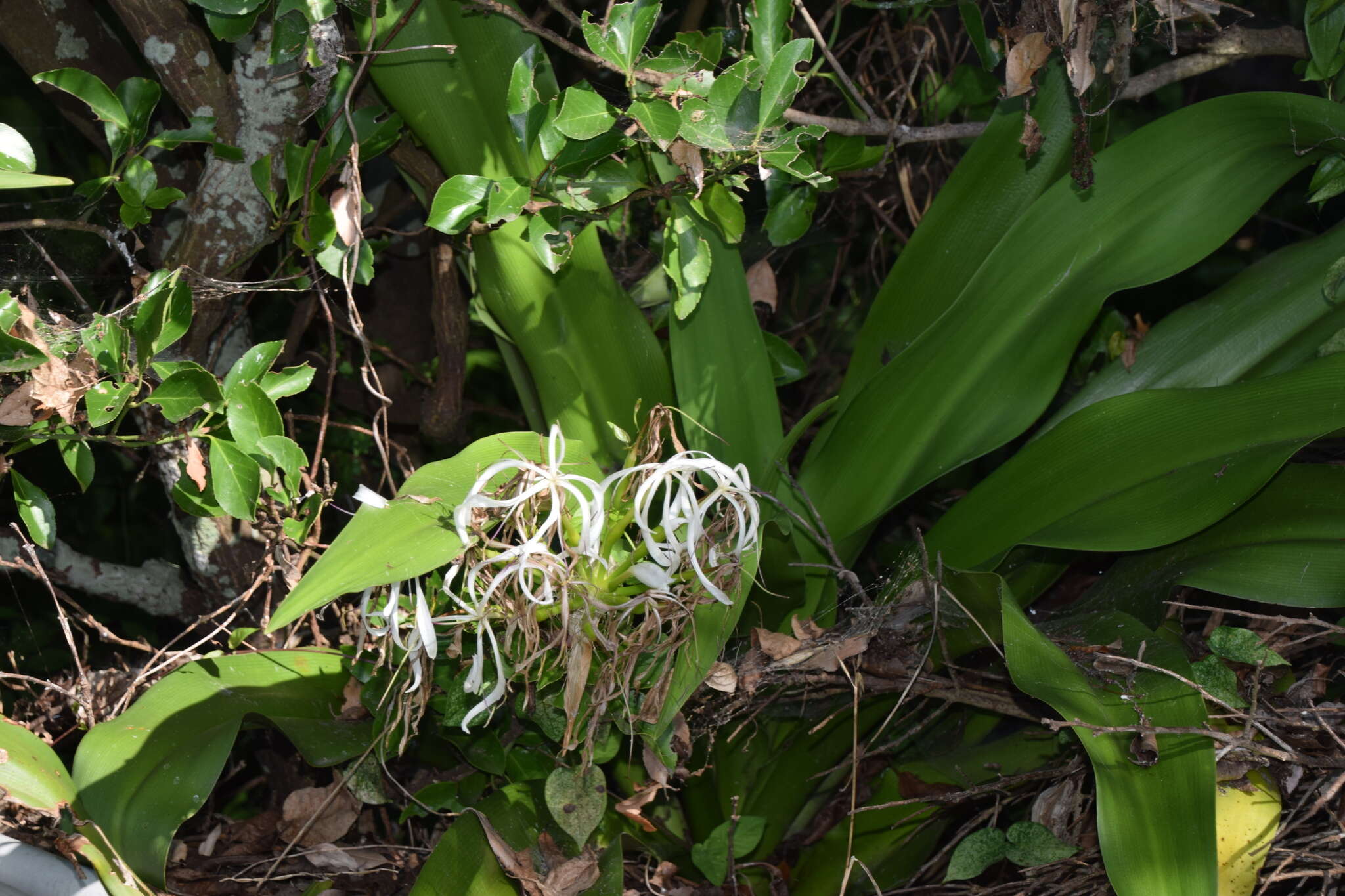 Image of Crinum asiaticum var. japonicum Baker