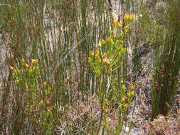 Image of Leucadendron olens I. Williams