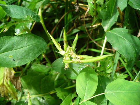 Image of licorice milkvetch