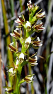 Image of Prasophyllum hectori (Buchanan) Molloy, D. L. Jones & M. A. Clem.