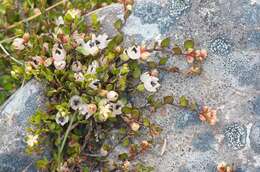 Image of sprawling wirevine