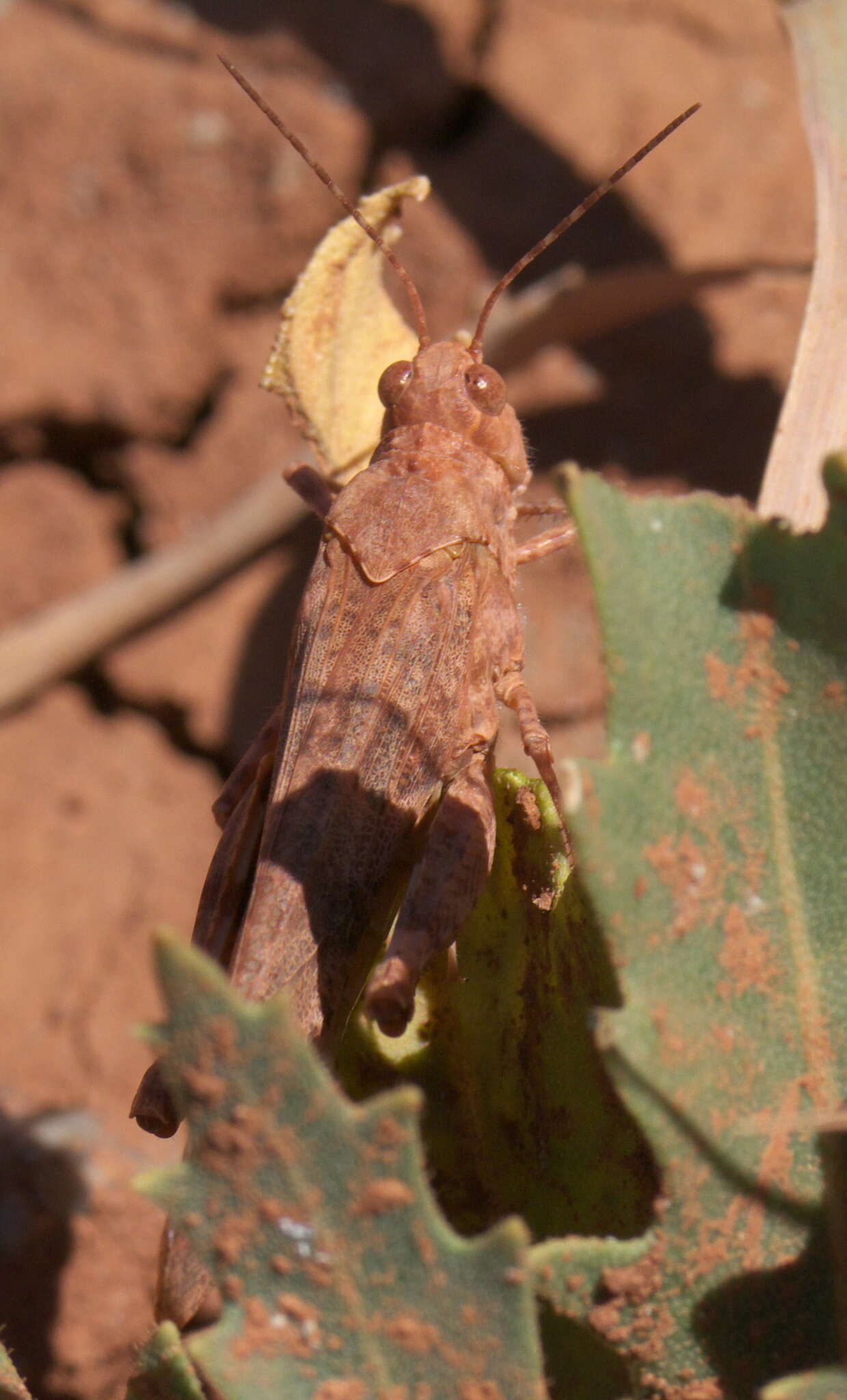 Image of Wrangler Grasshopper