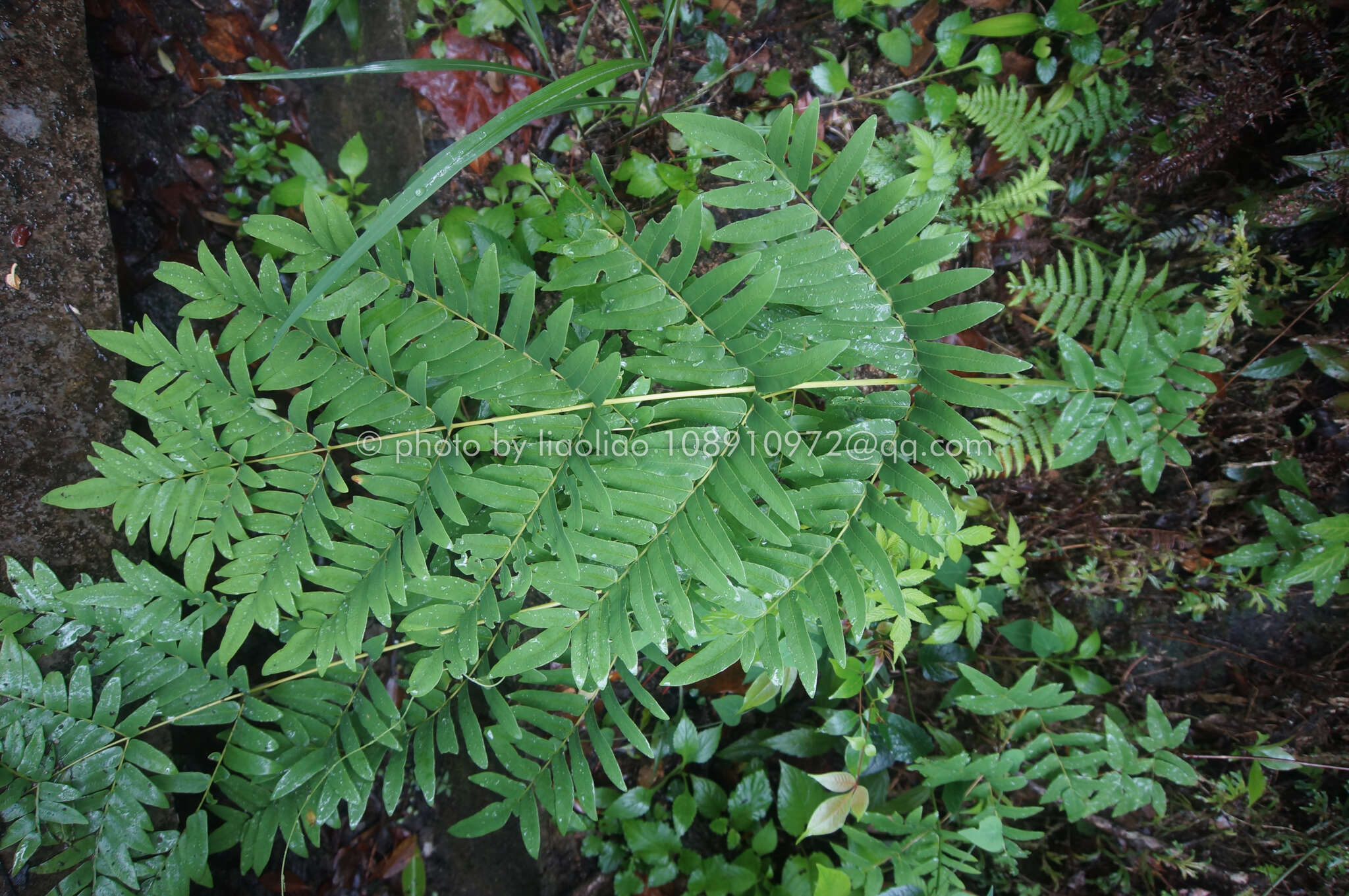 Image of Osmunda japonica Thunb.