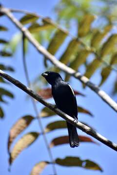 Image of Cuban Bullfinch