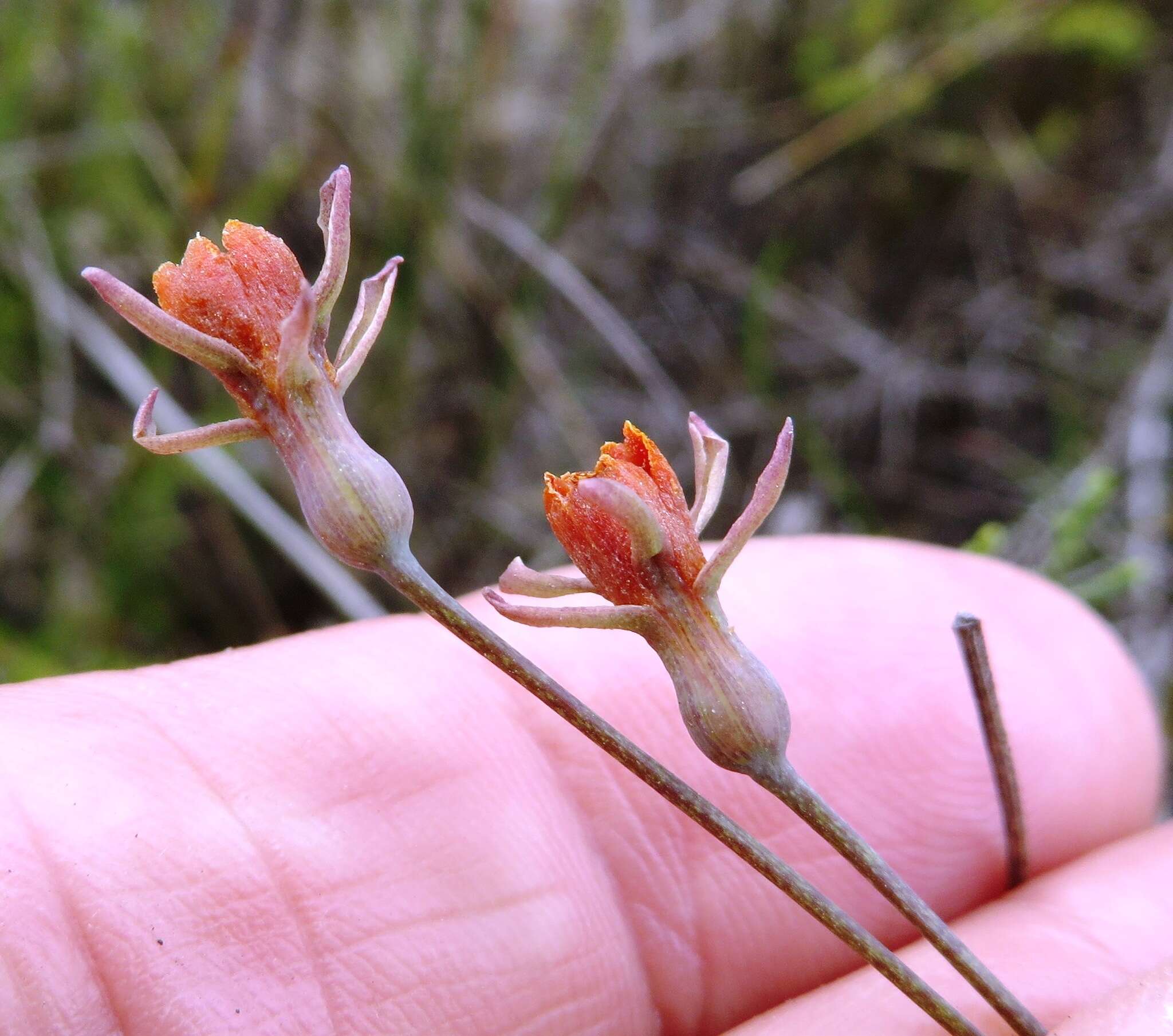 Tulbaghia capensis L. resmi