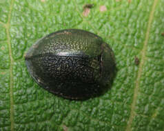 صورة Cyrtonota paupertina (Boheman 1862)