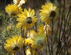 Imagem de Edmondia fasciculata (Andr.) Hilliard