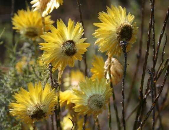 Imagem de Edmondia fasciculata (Andr.) Hilliard