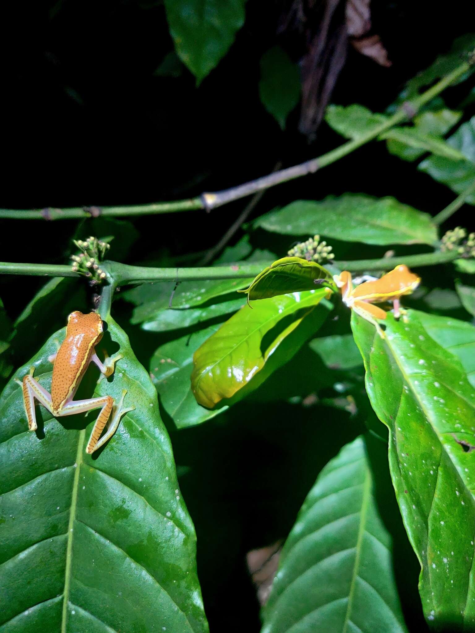 Image of Boulenger's Tree Frog