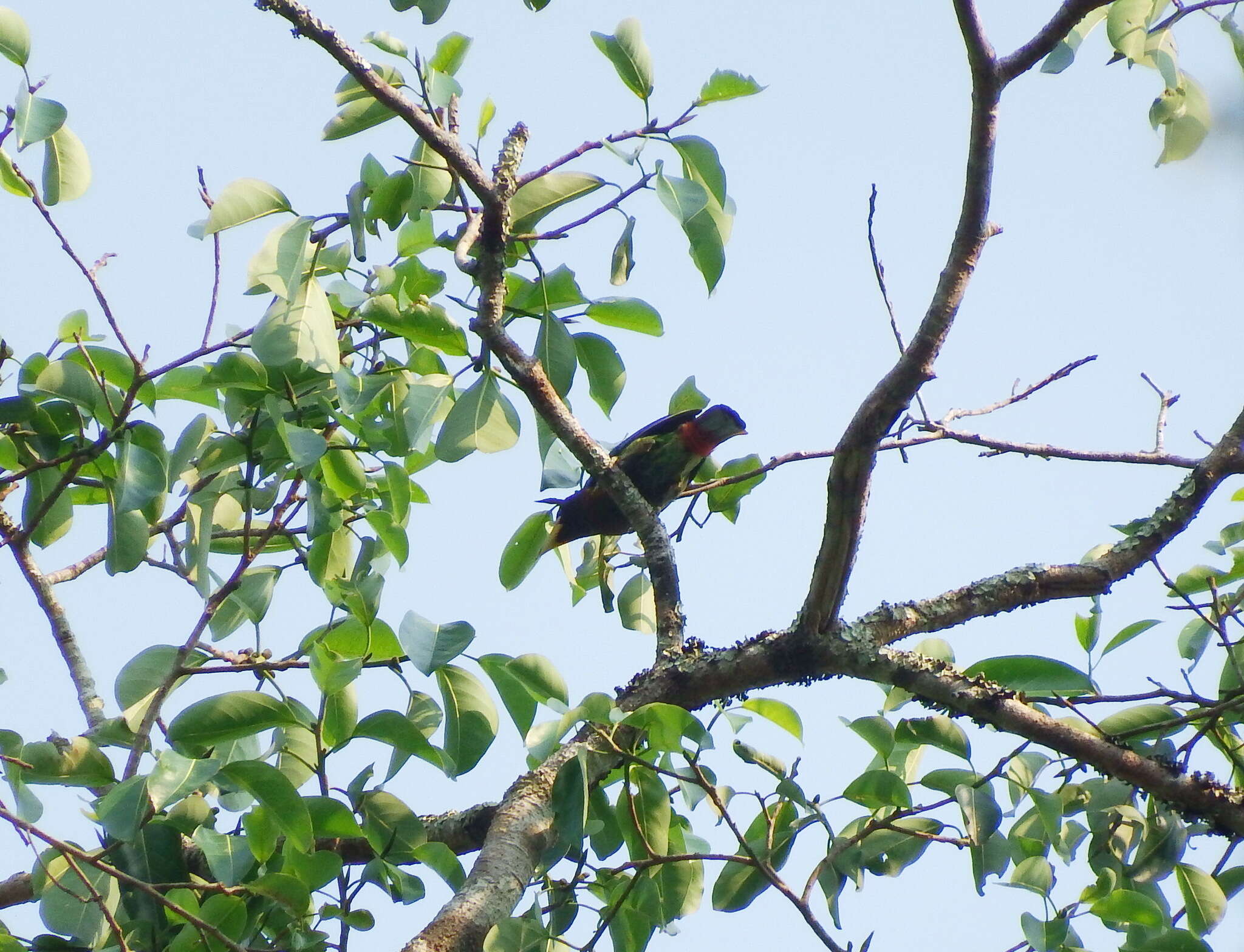 Image of Great Barbet