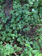 Plancia ëd Chrysosplenium glechomifolium Nutt. ex Torr. & Gray