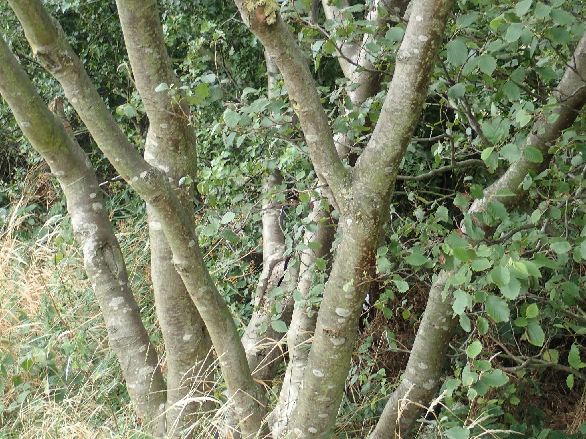 Image of Laburnum Fabr.