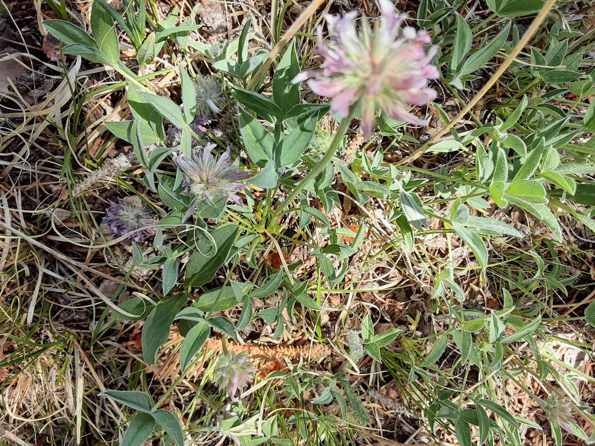 Plancia ëd Trifolium attenuatum Greene