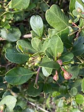 Image of Dodonaea aptera Miq.