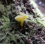 Imagem de Hygrocybe chromolimonea (G. Stev.) T. W. May & A. E. Wood 1995