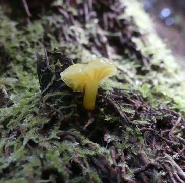 Hygrocybe chromolimonea (G. Stev.) T. W. May & A. E. Wood 1995的圖片