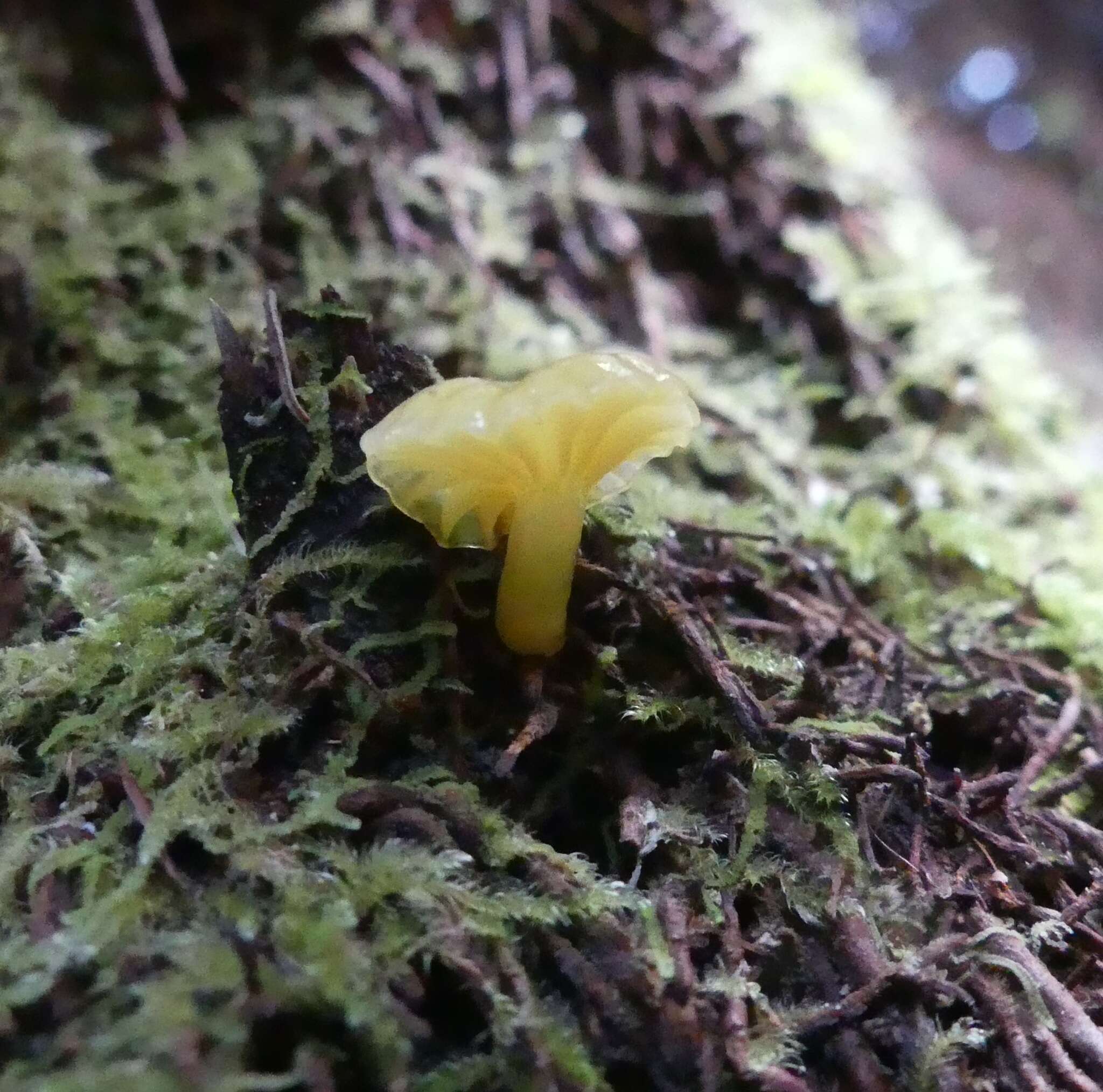 Imagem de Hygrocybe chromolimonea (G. Stev.) T. W. May & A. E. Wood 1995