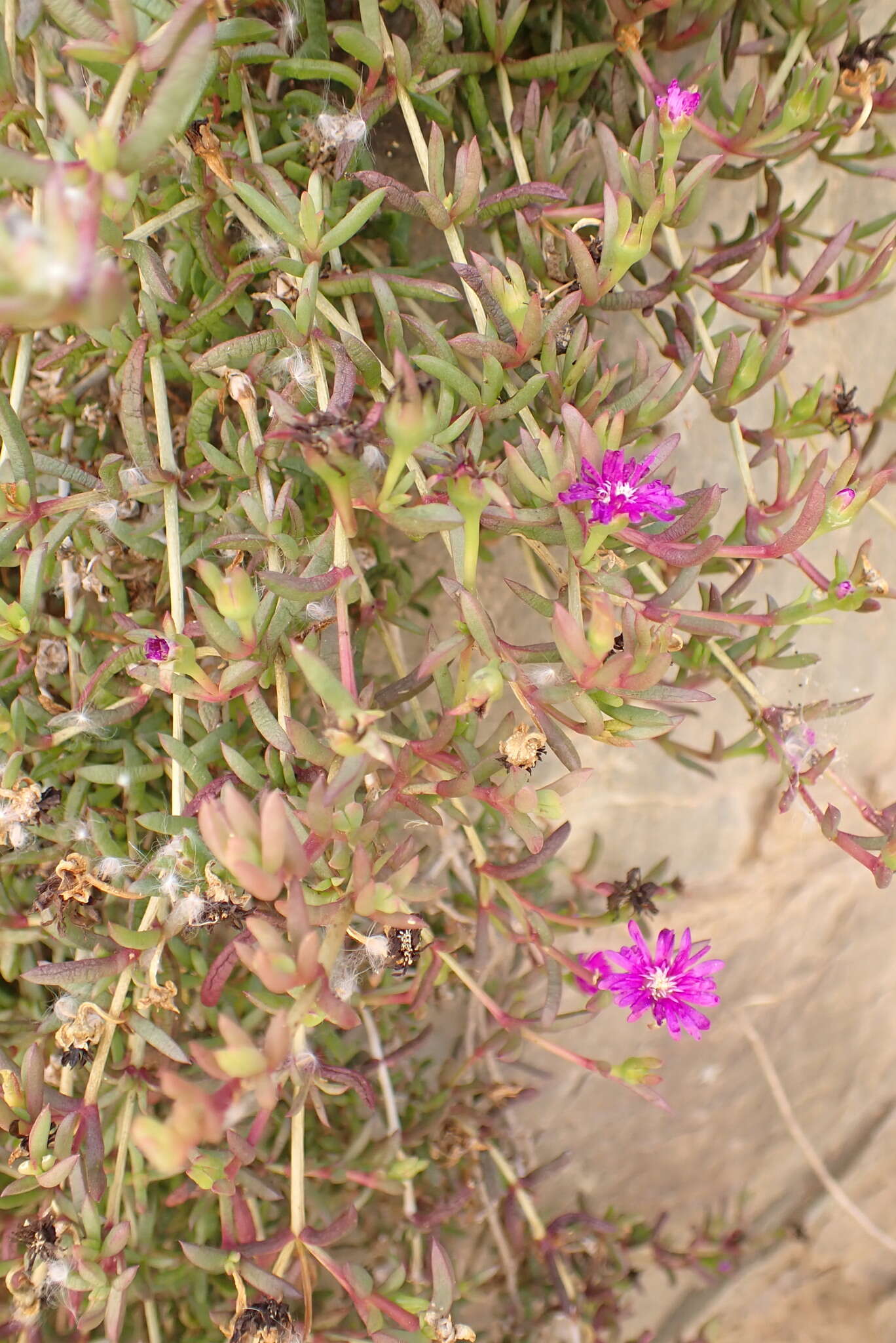 Image of Delosperma peersii Lavis