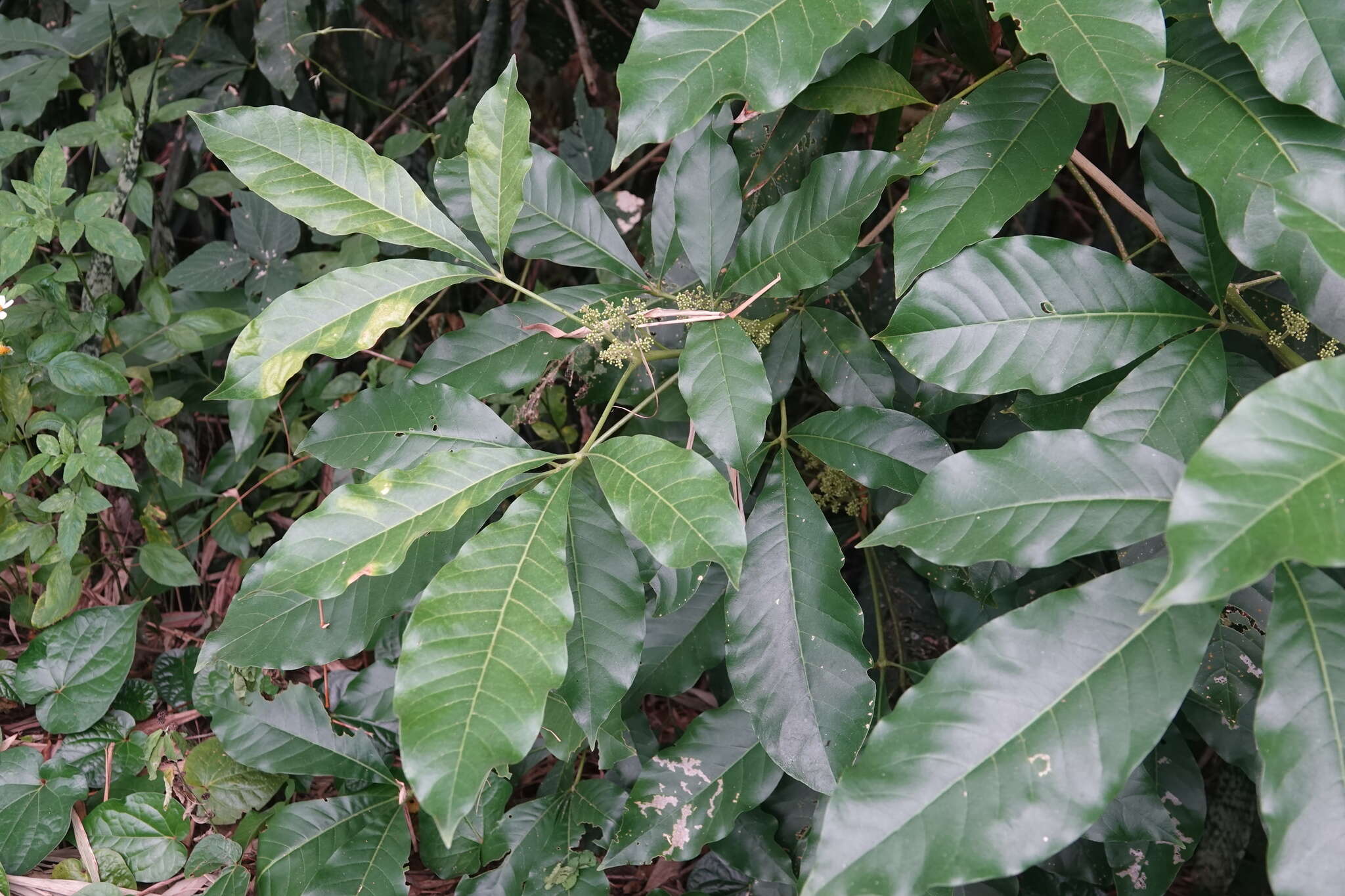 Image de Melicope semecarpifolia (Merr.) T. G. Hartley